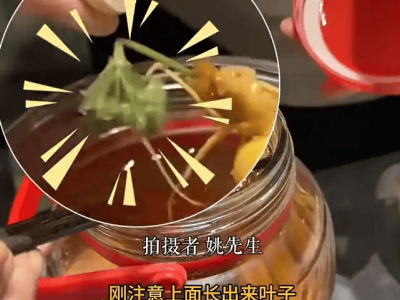 男子用50度酒泡人参三年，开坛竟见绿叶，泡酒学问多需谨慎