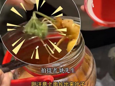 男子用50度散酒泡人参三年,近日竟发现人参长出绿叶,直呼罕见