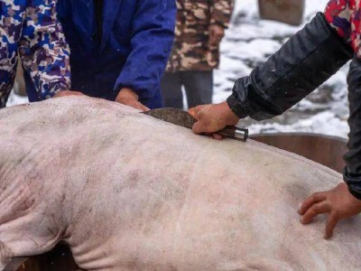 帮同村老人“按猪”却意外伤残，法院判赔52万！杀年猪安全引关注