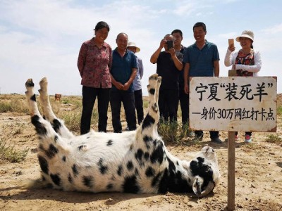 宁夏“装死羊”卖30万：是病态猎奇还是流量时代的另类财富密码？
