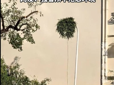 绍兴“竹坚强”穿透路灯引打卡：自然倔强诠释逆境生长力量