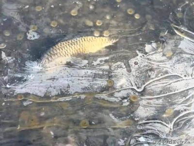 天津一公园海水结冰鱼群被冻，市民捞鱼遇险，管理部门紧急介入维护秩序