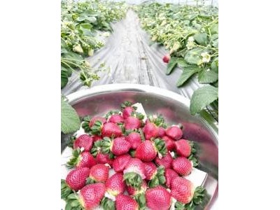 “黑草莓”成草莓界“奢侈品”：高价背后销量冷 种植户叹效益低