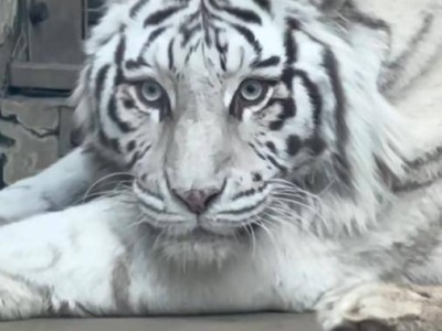 青岛动物园孟加拉白虎“小孬”美貌出圈，引全国网友慕名前往一睹芳容