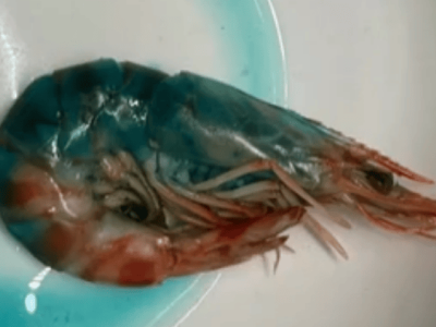 斑节虾煮熟现蓝色引担忧 专家客服齐解读:或因环境因素无碍食用