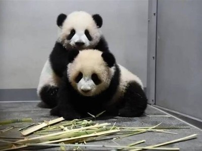 “晓晓”“蕾蕾”归国，日本54年来首现“无熊猫时代”，民众不舍送别