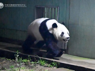 跨越山海归故乡！旅日大熊猫“晓晓”“蕾蕾”平安抵川开启新生活