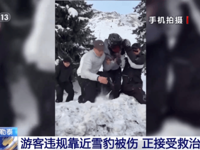 新疆富蕴县雪豹再惹事:咬伤游客后又咬死35只羊!野外遇险如何应对?