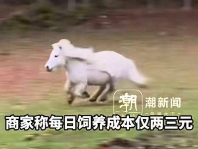 马年“萌马热”来袭！矮脚马成新宠，饲养成本低还能回收