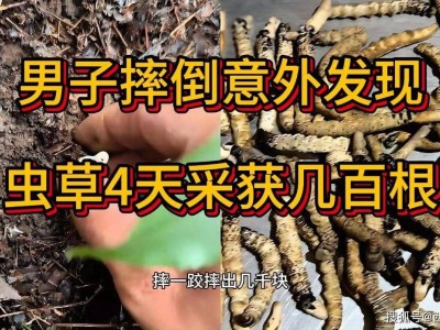 男子意外摔倒发现“虫草”引热议，是幸运还是另有隐情？科学审视更重要