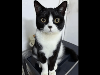 揭秘：dy低价下单平台入口，免费体验购物新境界？