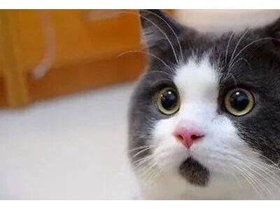 迪士尼强硬发声：Seedance2.0涉侵权，好莱坞编剧忧行业前景堪忧