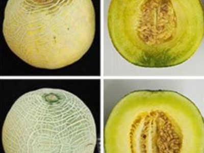 日本开发出可按需催熟甜瓜