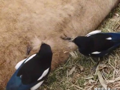 喜鹊“借”熊猫毛发筑巢，大熊猫淡定配合成趣景