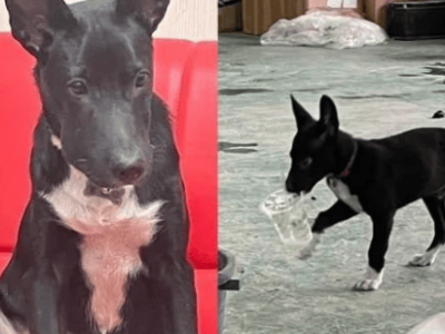 短脊椎狗狗“土豆”：独特身型走红，特殊体型背后的生命故事