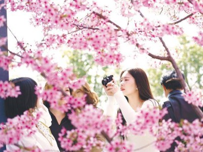 香港游客点赞湖北：樱花绚烂科技新，鄂港文旅合作共绘春日新画卷