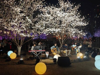 风雅西北湖春日启幕！樱花与艺术交融，江汉免费活动邀你共赴浪漫之约