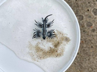 海滩惊现剧毒“蓝龙”！专家紧急提醒：游客务必保持距离避风险