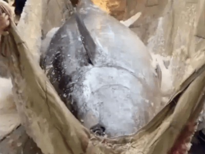 厦门现280公斤巨型蓝鳍金枪鱼！6人同框比体型，售价每斤百元引热议