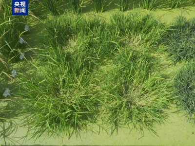 多年生“长寿水稻”问世，种一次收多年，开启农业耕作新篇章