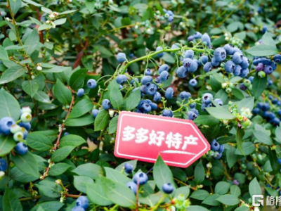 拼多多发布2025全年财报，"千亿扶持"推动包裹进村，偏远乡村加快进入"包邮区"