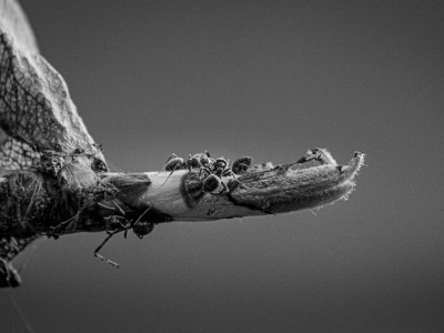 蚂蚁的“超能力”启示：人工智能需向自然取经，突破局限谋发展