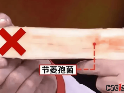 清明前后甘蔗怎么吃？认准这三招，远离“毒甘蔗”安心尝鲜