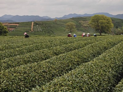 盒马重构茶叶供应链：拆解非标品，让定价权回归品质与效率