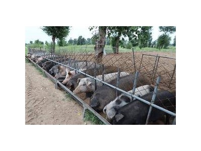 库布齐“猪队友”大显神通：10万黑猪助力 开启中国治沙3.0新篇