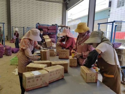 宾川大蒜搭乘电商快车：从田间到舌尖，撬动乡村振兴“金色产业”