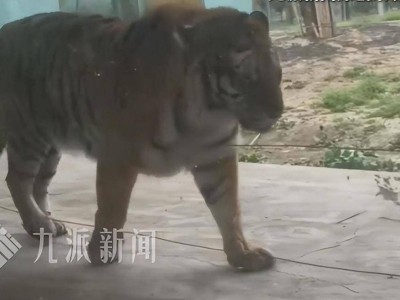 河南沁阳动物乐园“虎景房”引热议：168元一晚，与猛虎“共眠”你敢尝试吗？