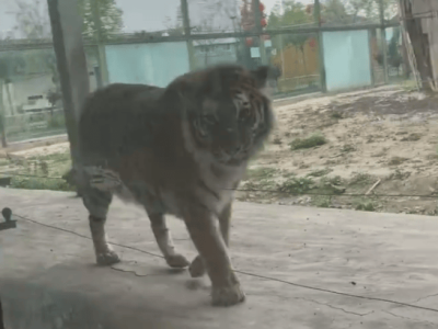 河南一景区“虎景房”引热议：168元与虎同眠，安全与体验如何平衡？